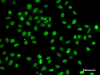 Immunofluorescence analysis of A-549 cells using PMS2 Polyclonal Antibody