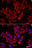 Immunofluorescence analysis of HeLa cells using SRGN Polyclonal Antibody