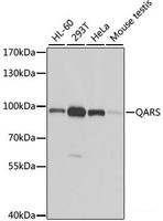 Western blot analysis of extracts of various cell lines using QARS Polyclonal Antibody at dilution of 1:1000.