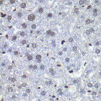 Immunohistochemistry of paraffin-embedded Mouse liver using RBBP5 Polyclonal Antibody at dilution of 1:100 (40x lens) .