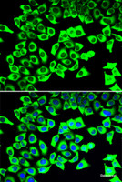 Immunofluorescence analysis of U2OS cells using RPLP2 Polyclonal Antibody