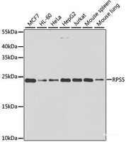 Western blot analysis of extracts of various cell lines using RPS5 Polyclonal Antibody at dilution of 1:1000.