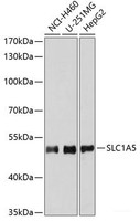 Western blot analysis of extracts of various cell lines using SLC1A5 Polyclonal Antibody at dilution of 1:3000.