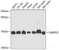 Western blot analysis of extracts of various cell lines using SNRPD2 Polyclonal Antibody at dilution of 1:1000.