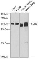 Western blot analysis of extracts of various cell lines using SOD3 Polyclonal Antibody at dilution of 1:1000.