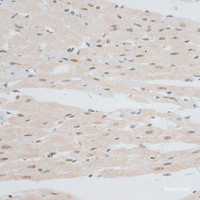 Immunohistochemistry of paraffin-embedded Rat heart using ZNF148 Polyclonal Antibody at dilution of 1:100 (40x lens) .