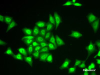 Immunofluorescence analysis of U2OS cells using ZNF217 Polyclonal Antibody