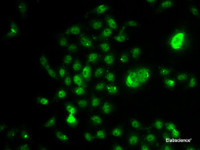 Immunofluorescence analysis of U2OS cells using NELFE Polyclonal Antibody