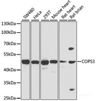 Western blot analysis of extracts of various cell lines using COPS3 Polyclonal Antibody at dilution of 1:1000.