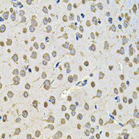 Immunohistochemistry of paraffin-embedded Rat brain using EIF3F Polyclonal Antibody at dilution of 1:100 (40x lens) .