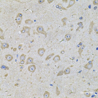 Immunohistochemistry of paraffin-embedded Mouse brain using EIF3F Polyclonal Antibody at dilution of 1:100 (40x lens) .