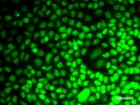 Immunofluorescence analysis of MCF7 cells using CCNE2 Polyclonal Antibody
