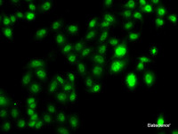 Immunofluorescence analysis of U2OS cells using CBFA2T2 Polyclonal Antibody