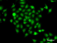 Immunofluorescence analysis of A-549 cells using COPS2 Polyclonal Antibody