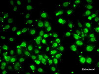 Immunofluorescence analysis of MCF7 cells using QKI Polyclonal Antibody