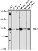 Western blot analysis of extracts of various cell lines using SCO2 Polyclonal Antibody at dilution of 1:1000.