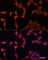 Immunofluorescence analysis of NIH/3T3 cells using DNAJA2 Polyclonal Antibody at dilution of 1:100. Blue: DAPI for nuclear staining.