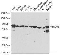 Western blot analysis of extracts of various cell lines using ENOX2 Polyclonal Antibody at dilution of 1:1000.