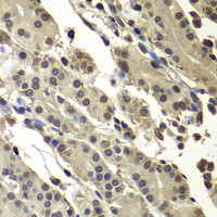 Immunohistochemistry of paraffin-embedded Human stomach using SUB1 Polyclonal Antibody at dilution of 1:100 (40x lens) .