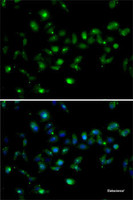 Immunofluorescence analysis of MCF7 cells using MORF4L1 Polyclonal Antibody
