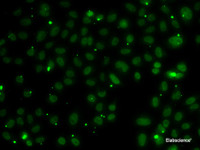 Immunofluorescence analysis of A549 cells using NSL1 Polyclonal Antibody