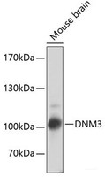 Western blot analysis of extracts of Mouse brain using DNM3 Polyclonal Antibody at dilution of 1:2000.