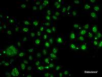 Immunofluorescence analysis of A-549 cells using LDLRAP1 Polyclonal Antibody