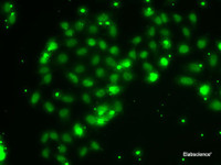 Immunofluorescence analysis of A-549 cells using TXNL4B Polyclonal Antibody