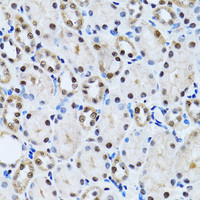 Immunohistochemistry of paraffin-embedded Rat kidney using CCAR2 Polyclonal Antibody at dilution of 1:100 (40x lens) .