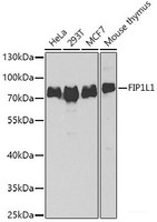 Western blot analysis of extracts of various cell lines using FIP1L1 Polyclonal Antibody at dilution of 1:1000.