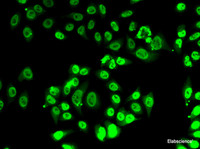 Immunofluorescence analysis of A-549 cells using FIP1L1 Polyclonal Antibody