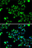 Immunofluorescence analysis of A-549 cells using U2AF1L4 Polyclonal Antibody