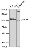 Western blot analysis of extracts of various cell lines using BCL6 Polyclonal Antibody at dilution of 1:1000.