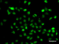 Immunofluorescence analysis of A549 cells using BCL6 Polyclonal Antibody