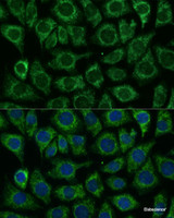 Immunofluorescence analysis of L929 cells using IDH2 Polyclonal Antibody at dilution of 1:100. Blue: DAPI for nuclear staining.