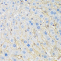 Immunohistochemistry of paraffin-embedded Mouse liver using KIAA1456 Polyclonal Antibody at dilution of 1:200 (40x lens) .