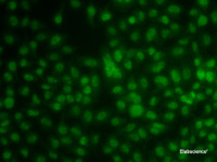 Immunofluorescence analysis of A549 cells using KLF3 Polyclonal Antibody