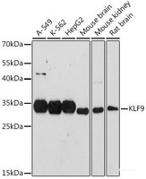 Western blot analysis of extracts of various cell lines using KLF9 Polyclonal Antibody at dilution of 1:1000.
