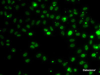 Immunofluorescence analysis of MCF-7 cells using RSRC1 Polyclonal Antibody