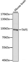 Western blot analysis of extracts of Mouse brain using TAF5 Polyclonal Antibody at dilution of 1:1000.