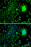 Immunofluorescence analysis of A-549 cells using TAF5 Polyclonal Antibody