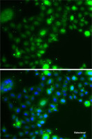 Immunofluorescence analysis of A-549 cells using UBE2Z Polyclonal Antibody