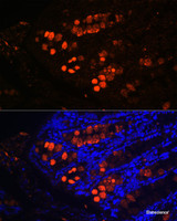 Immunofluorescence analysis of Mouse colon using ITLN1 Polyclonal Antibody at dilution of 1:100 (40x lens) . Blue: DAPI for nuclear staining.