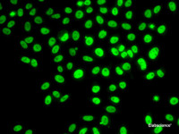 Immunofluorescence analysis of U2OS cells using POLD3 Polyclonal Antibody