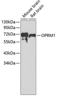 Western blot analysis of extracts of various cell lines using OPRM1 Polyclonal Antibody.