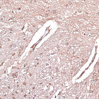 Immunohistochemistry of paraffin-embedded Rat brain using LMO4 Polyclonal Antibody at dilution of 1:100 (40x lens) .