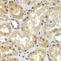 Immunohistochemistry of paraffin-embedded Human kidney using CEBPG Polyclonal Antibody at dilution of 1:100 (40x lens) .