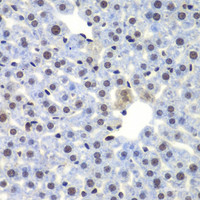 Immunohistochemistry of paraffin-embedded Mouse liver using CEBPG Polyclonal Antibody at dilution of 1:100 (40x lens) .