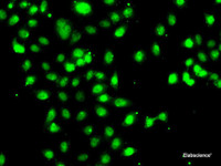 Immunofluorescence analysis of A-549 cells using CEBPG Polyclonal Antibody