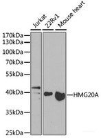 Western blot analysis of extracts of various cell lines using HMG20A Polyclonal Antibody at dilution of 1:1000.